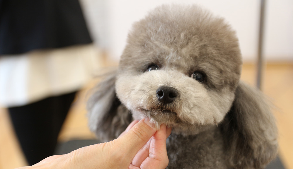 トリミングコンテストでカットされた犬