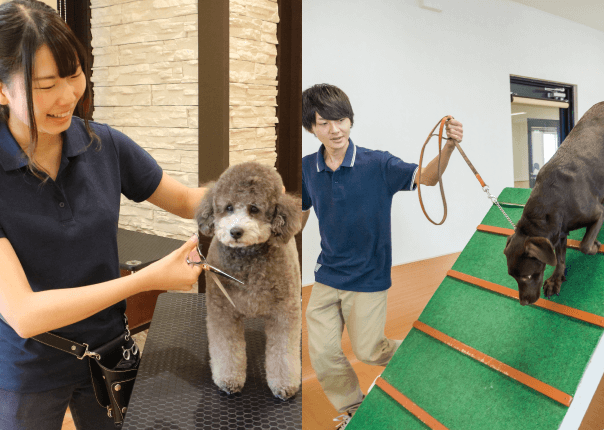 看護もカットもトレーニングも。全てできる動物看護師になれる