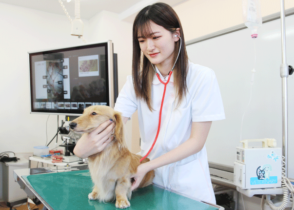 愛玩動物看護師の勤務先の種類は?