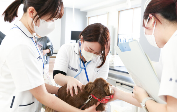 国家資格「愛玩動物看護師」の取得をめざす。