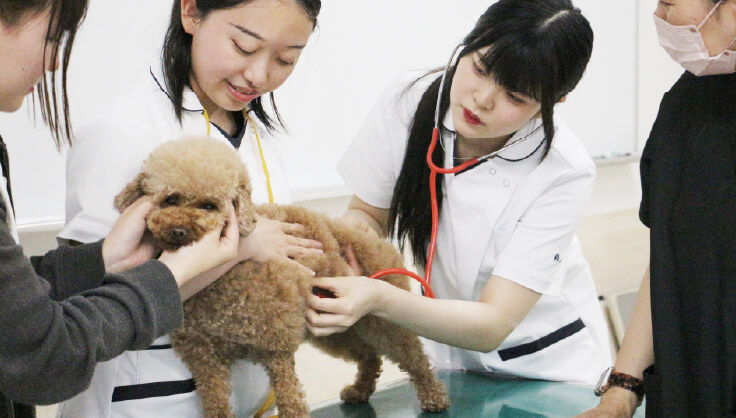 愛玩動物看護学科 - 専門学校東京ビジネス・アカデミー