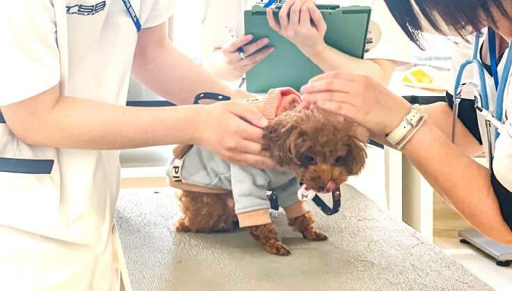 動物看護学 ANIMAL NURSING 動物看護学 ANIMAL NURSING