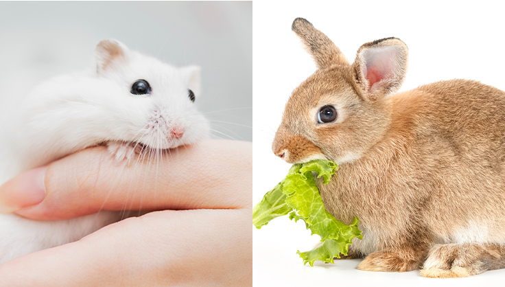 エキゾチックアニマル