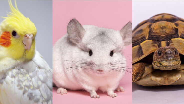 エキゾチックアニマル