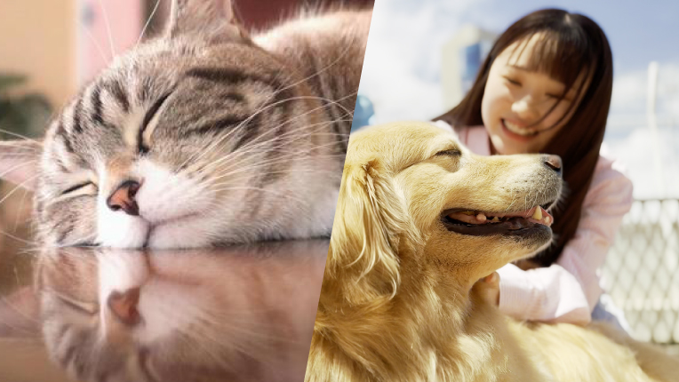 猫学/愛玩動物飼養管理士