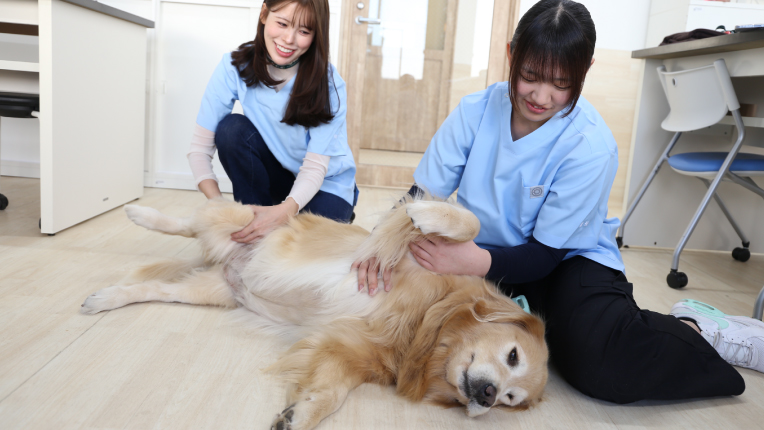 愛玩動物看護学科 - 動物病院内定100％ - 専門学校東京ビジネス