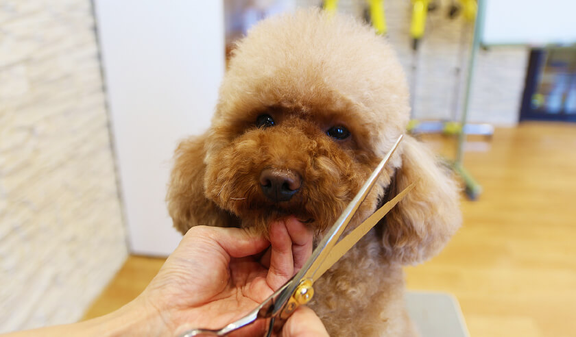 トリミング実習