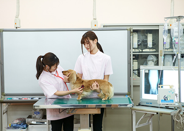 3,800頭の犬と共に学び、経験する。