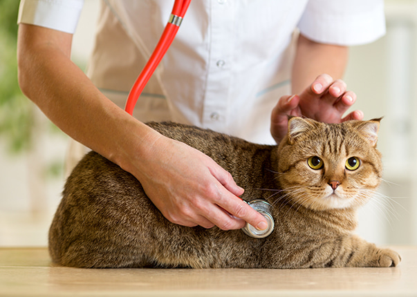 猫も学べる。I.C.C.キャットグルーマーライセンス取得