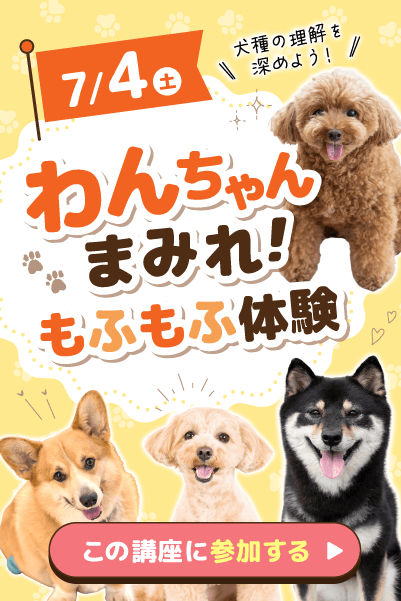 もふもふ体験