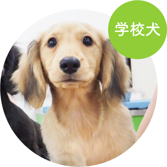 チェリー／ミニチュア・ダックスフント