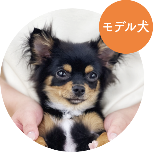 こつぶ／ チワワ