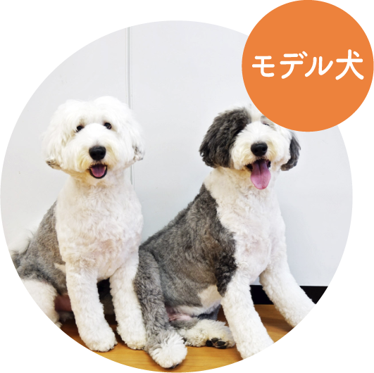 プラニィ・マニィス／ オールド・イングリッシュ・シープドッグ