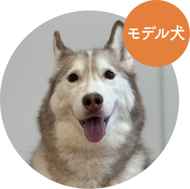 ミンディー／ シベリアン・ハスキー