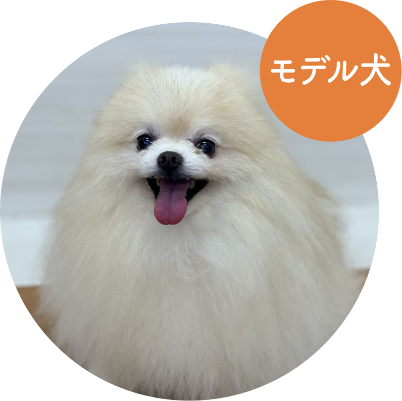 こまめ／ ポメラニアン