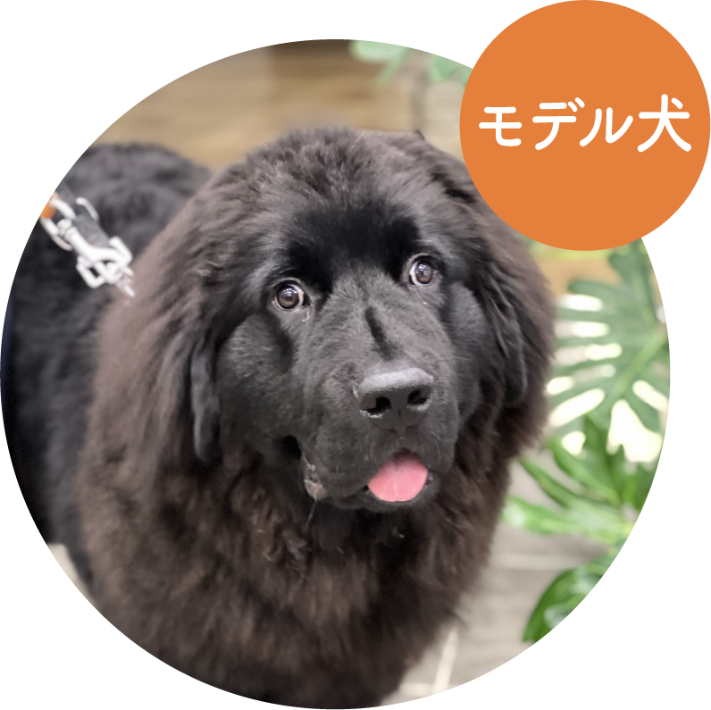 ドリー／ アメリカン・コッカー・スパニエル