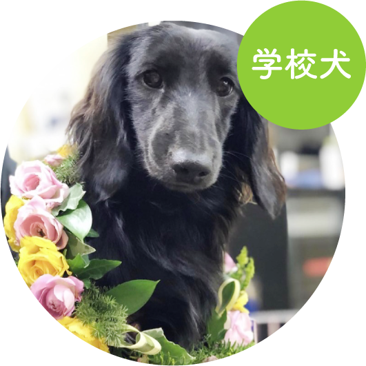 プラム／ミニチュア・ダックスフント