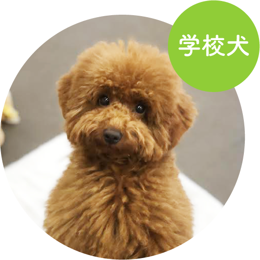 陽／トイプードル