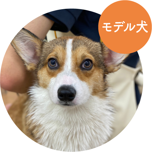 ルーク／ ウェルシュ・コーギー