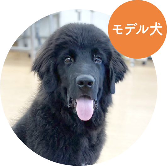 アロ／ ニューファンドランド