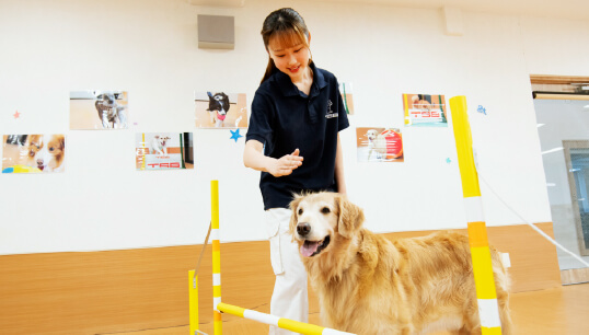 ドッグトレーナー