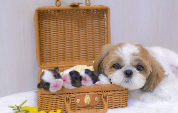 学校犬・モデル犬制度のそれぞれの学び