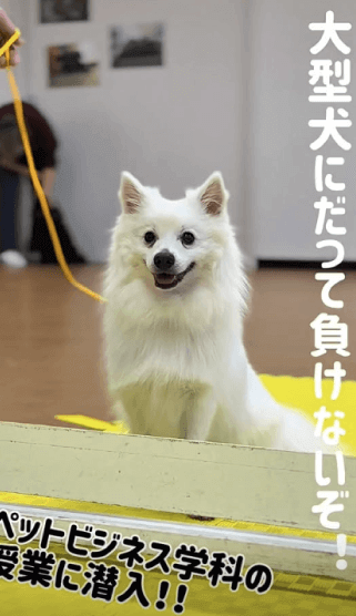 ペットビジネス学科オフィシャル