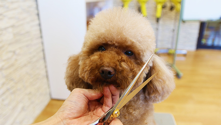 トリミング実習