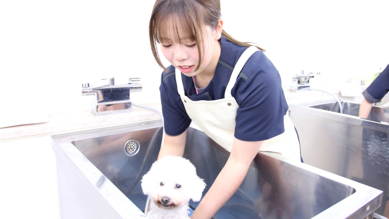 トリミング実習