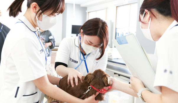 愛玩動物看護師になるために