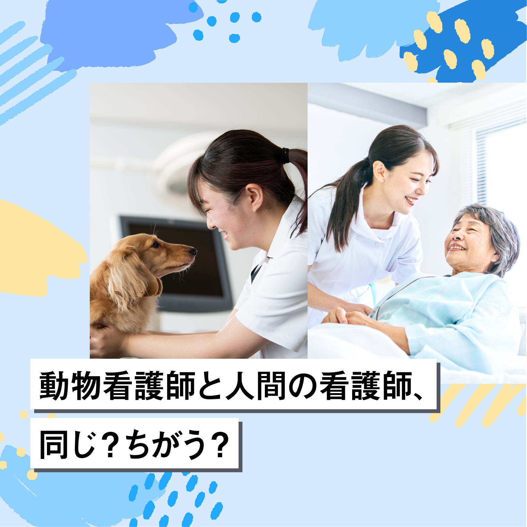 動物看護師と人間の看護師、同じ？ちがう？
