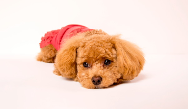 動物だけでなく