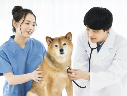 愛玩動物看護師と動物看護助手の違いとは？