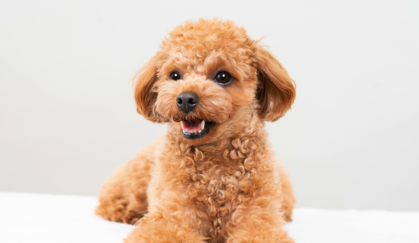 トイプードル：人気No.1をキープし続ける王道犬種
