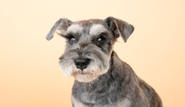 ミニチュアシュナウザー：おしゃれで賢い