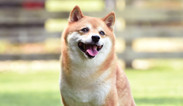 柴犬：日本の定番から世界的人気犬種へ