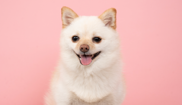 ミックス犬（MIX）：世界にひとつの個性が魅力