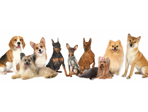 今、どんな犬種が人気？ 2025年のトレンド犬種とその魅力を紹介！