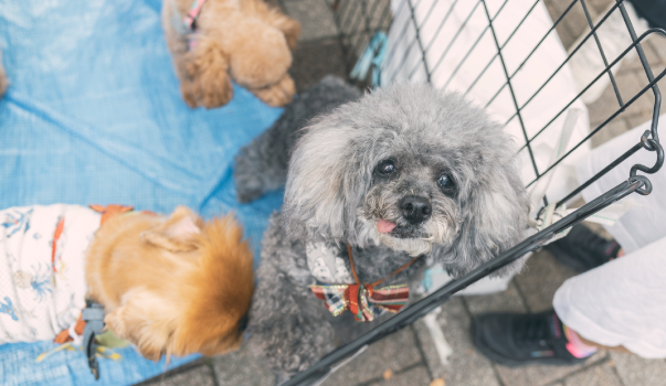 保護犬ってどんな犬? まずは「保護犬」を知るところから