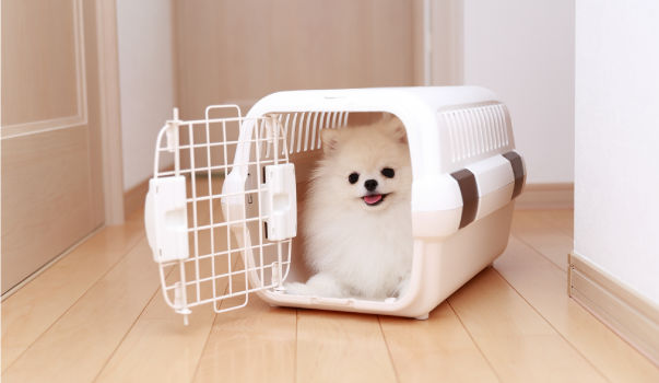 保護犬を迎える前に確認したい