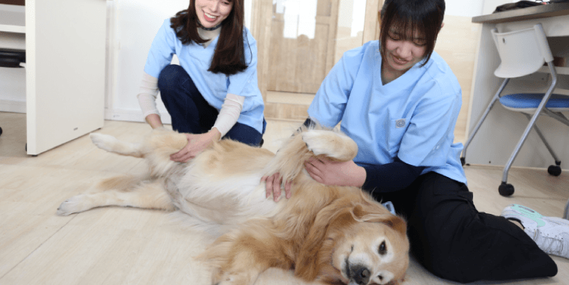 心と命をつなぎ、動物と飼い主に信頼される看護師を目指す-愛玩動物