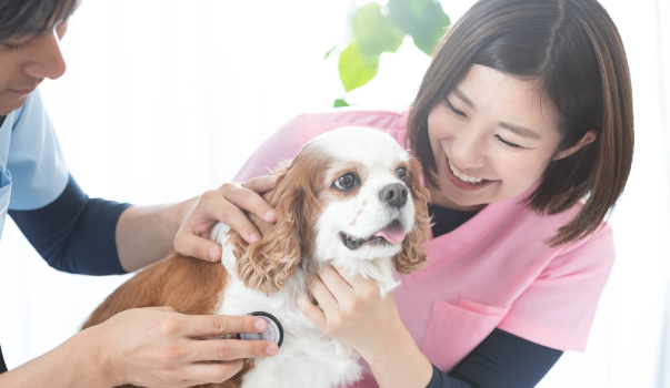 愛玩動物看護師とは?