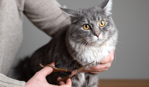 キャットグルーマーライセンスとは?