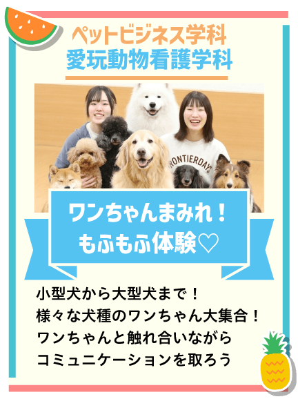 もふもふ体験