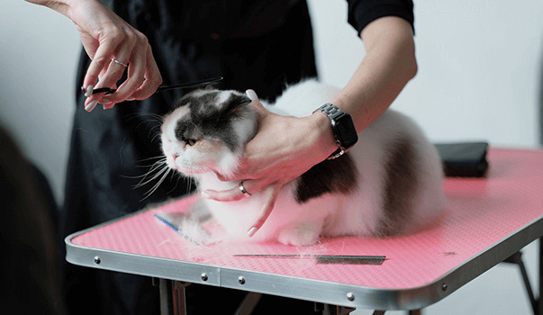 猫のトリマーになるには？資格や仕事について解説